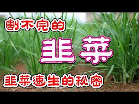 快速種韭菜|快速種韭菜 